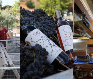 Verema vins Kosher a Capçanes