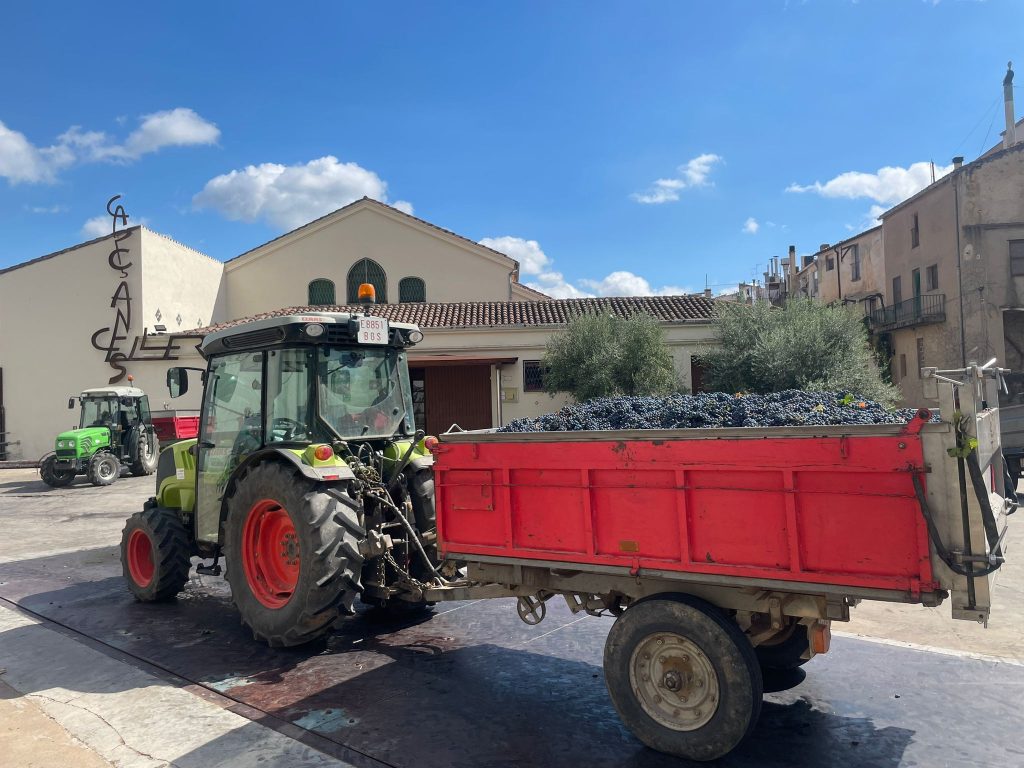 Tractor rojo cargado de uva, ultimo de la vendimia 2025 del celler de capçanes