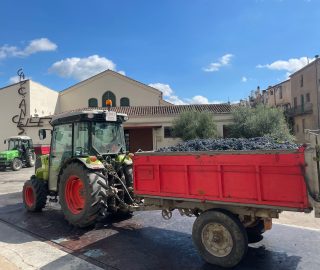 Tractor rojo cargado de uva, ultimo de la vendimia 2025 del celler de capçanes