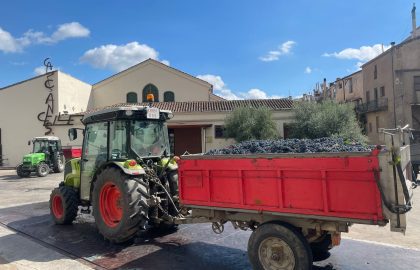 Tractor rojo cargado de uva, ultimo de la vendimia 2025 del celler de capçanes