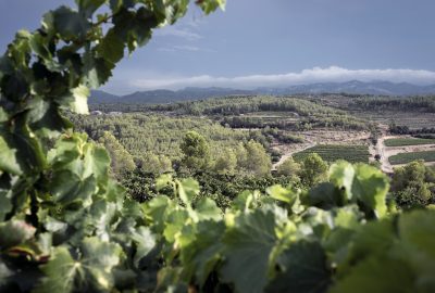 Vineyards